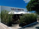 Wild Beets Ibiza